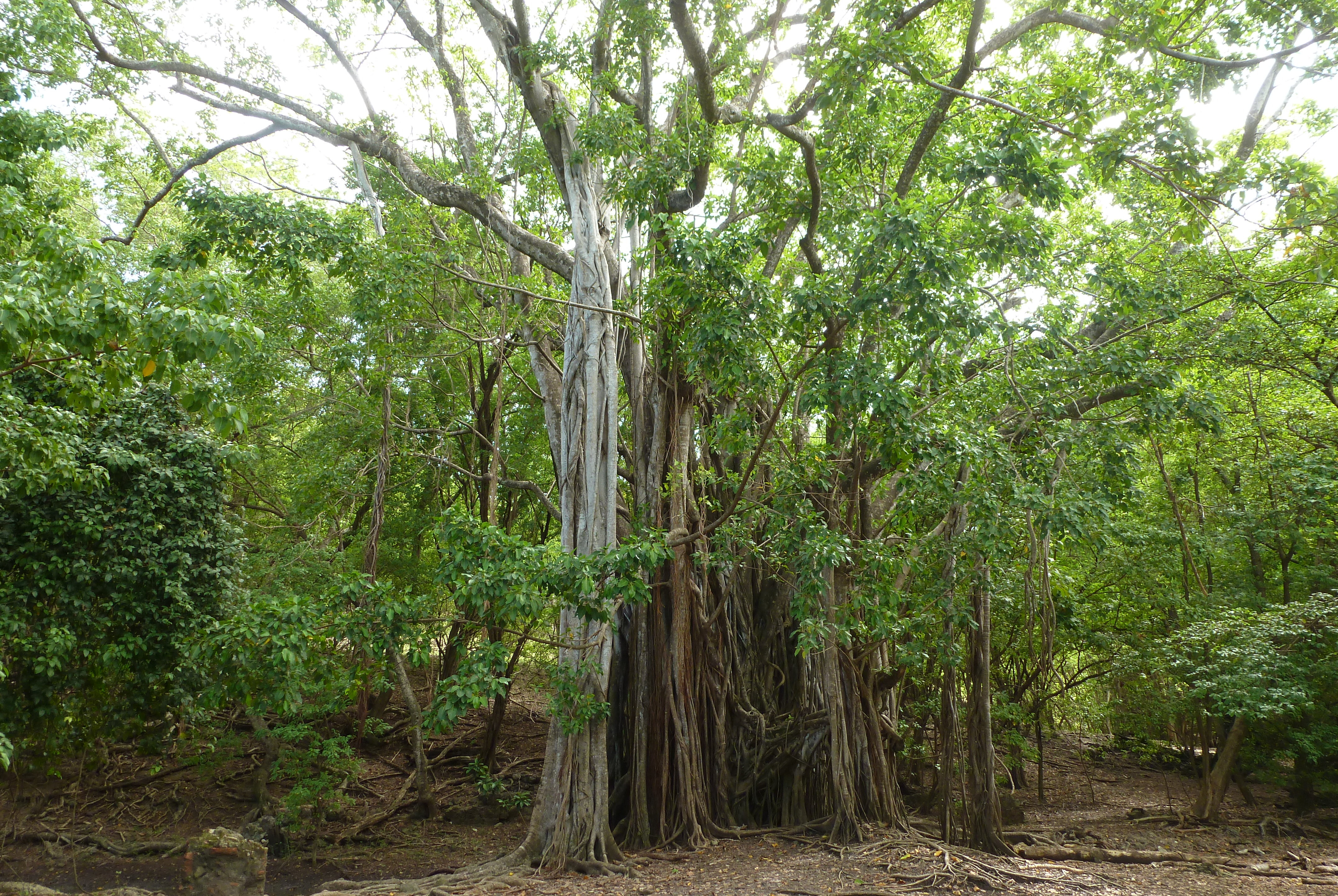 Îlet Chancel, ficus étrangleur Îlet Chancel, ficus étrangleur