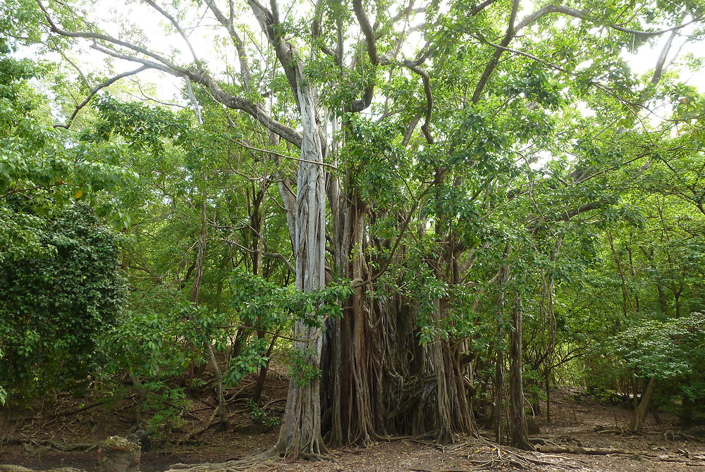 Îlet Chancel, ficus étrangleur