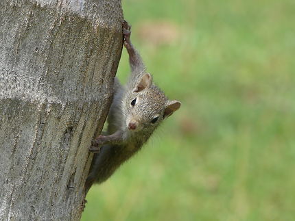 Ecureuil sur un cocotier