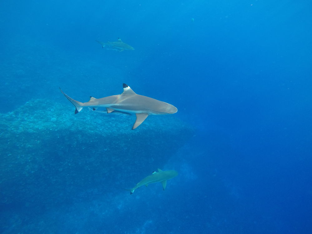 Requin pointe noire