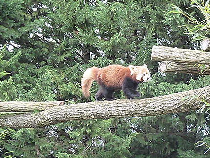 Panda roux sur son tronc