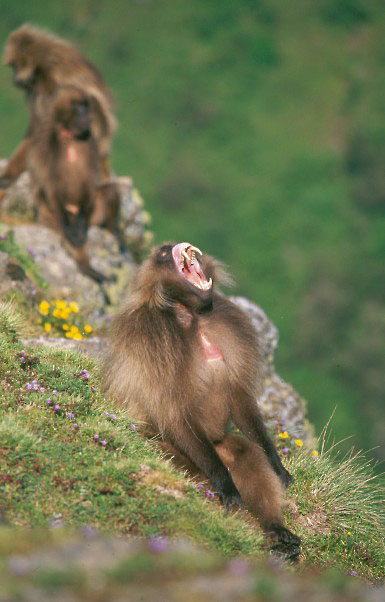 Babouin Gelada Babouin Gelada