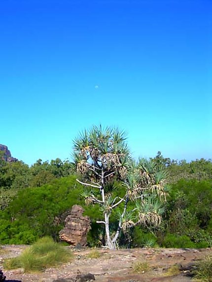 A côté d'Ubir, Kakadu National Park