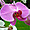 Orchidée dans un jardin balinais