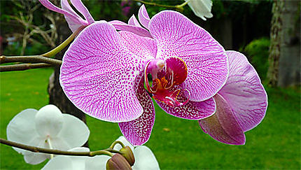 Orchidée dans un jardin balinais
