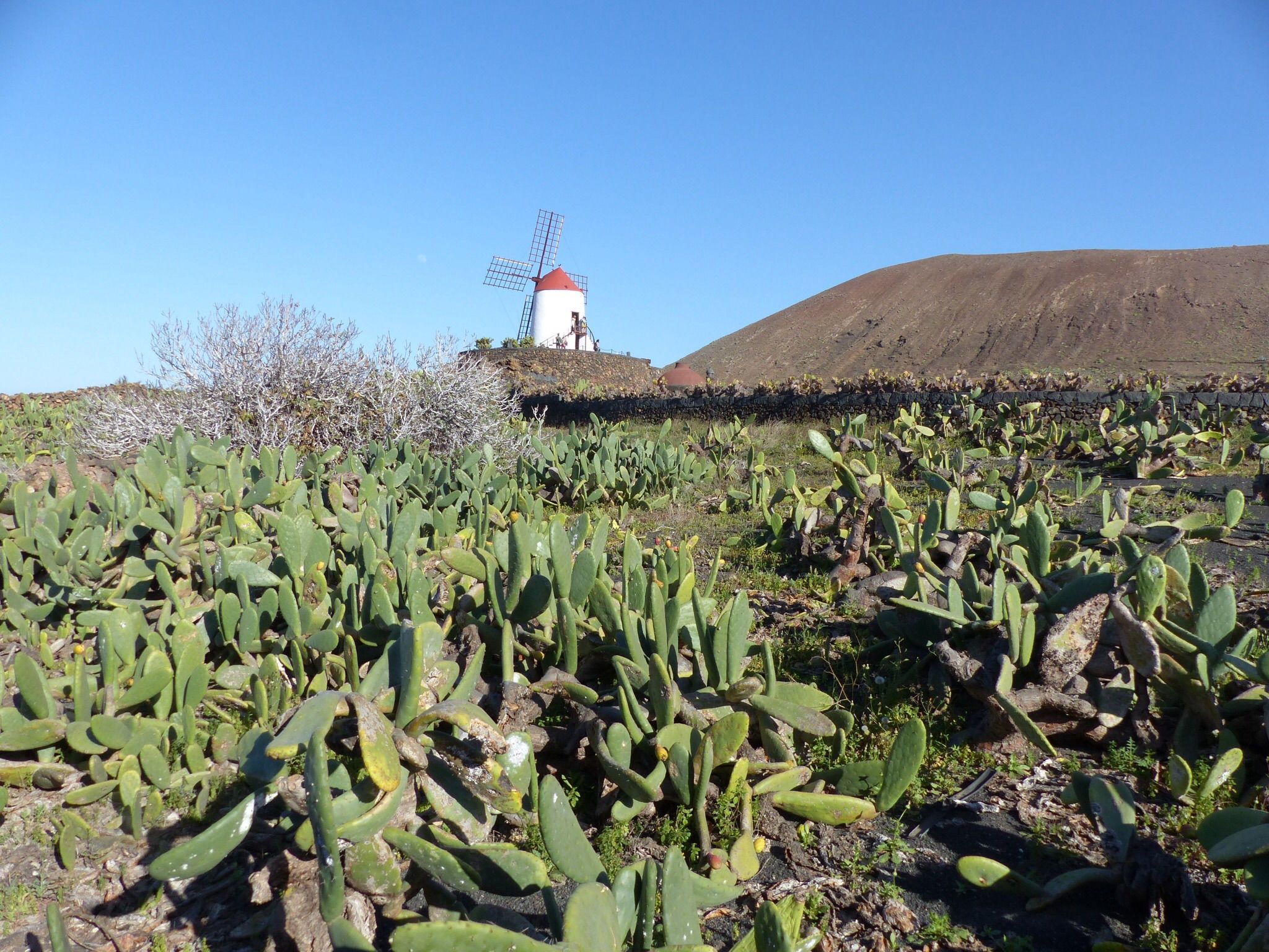 Le moulin du village de cactus 