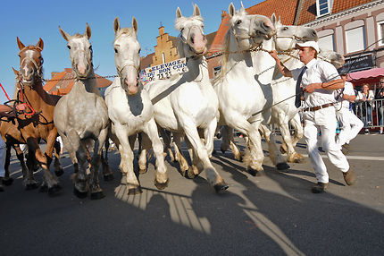 Parade des chevaux Boulonnais à Hondschoote