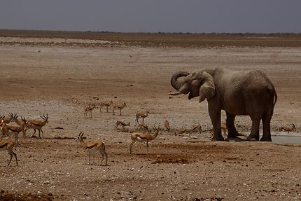 Eléphant et gazelles