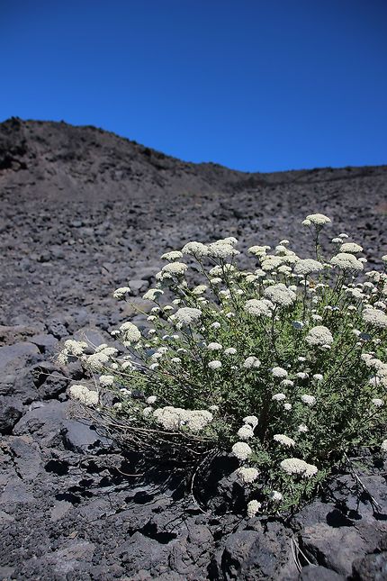 Fleur à flanc de volcan