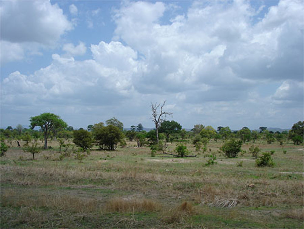 Parc national de Mikumi