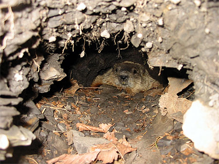 Que trouve-t-on en pleine ville.... une Marmotte, forcément ! Que trouve-t-on en pleine ville.... une Marmotte, forcément !
