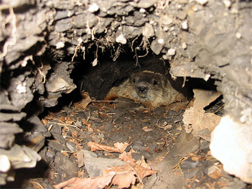 Que trouve-t-on en pleine ville.... une Marmotte, forcément !