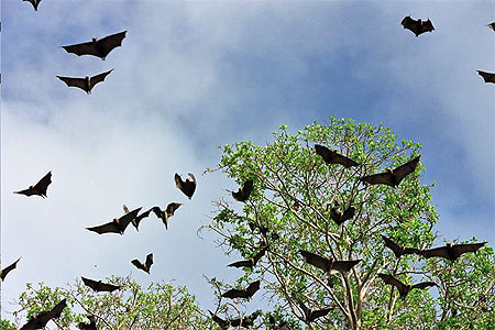 Chauve-souris géantes Chauve-souris géantes