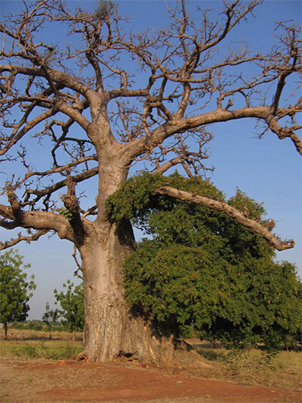 Baobab 