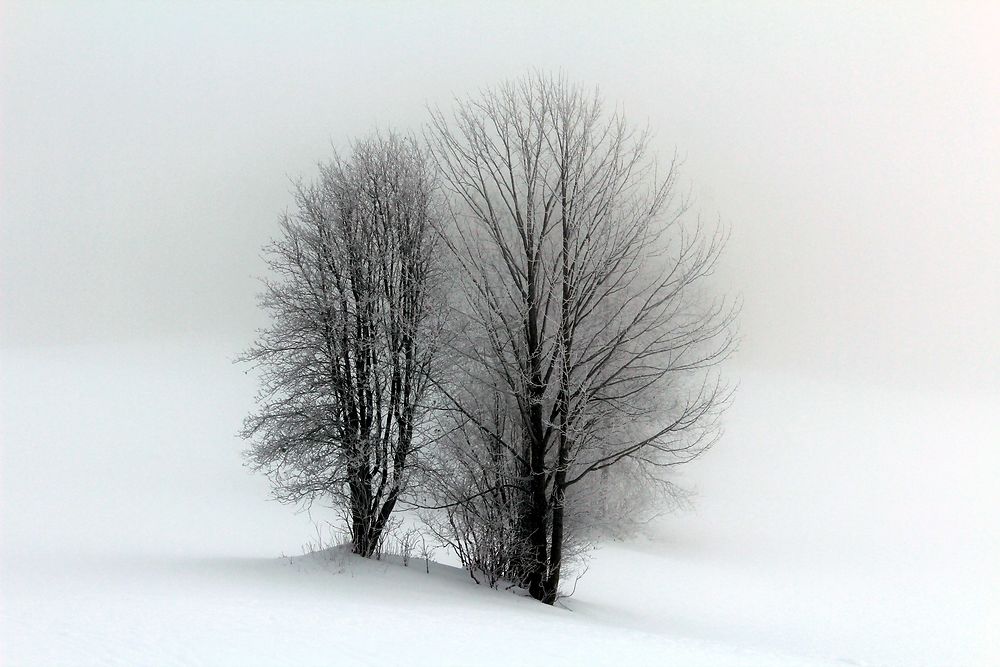 Arbre enneigé