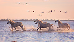 Camargue : la Provence grandeur nature
