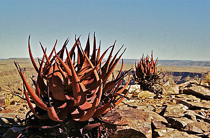 De faux cactus en bordure du canyon