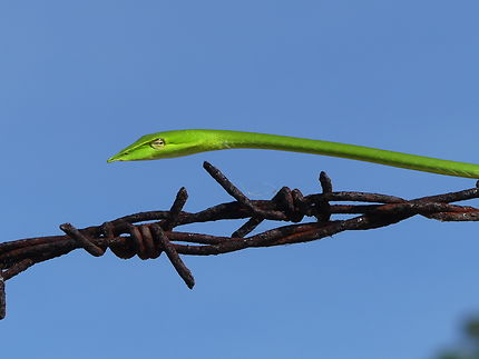 Serpent liane nasique