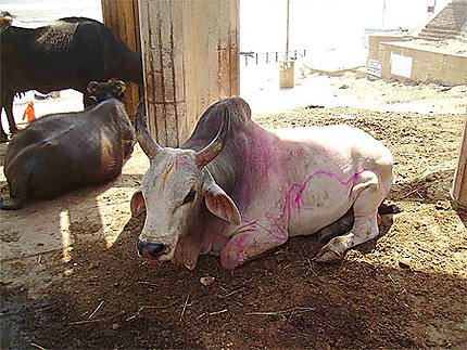 Vache victime du Holi (festival des couleurs) !
