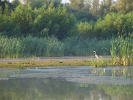 Delta du Danube 