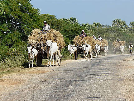 Moyen de transport