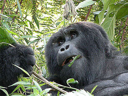 Gorille en train de manger