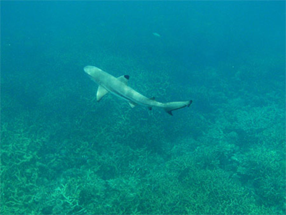 Requin Pointes Noires