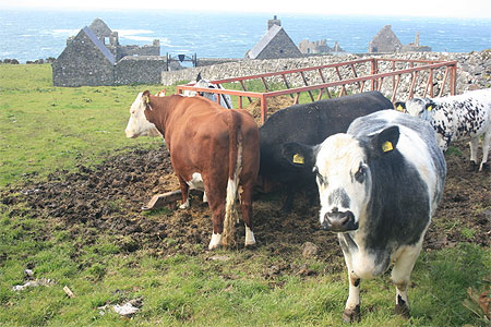 Les vaches à Dunluce Castle Les vaches à Dunluce Castle