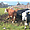 Les vaches à Dunluce Castle