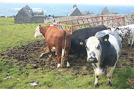 Les vaches à Dunluce Castle