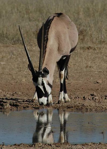 Oryx ( gemsbok)