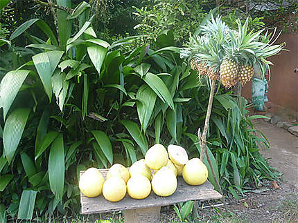Pamplemousse ou ananas ?