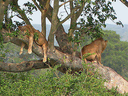 Lions se reposant sur les arbres