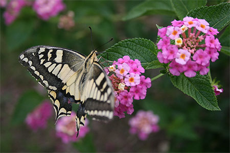 Papillon Papillon