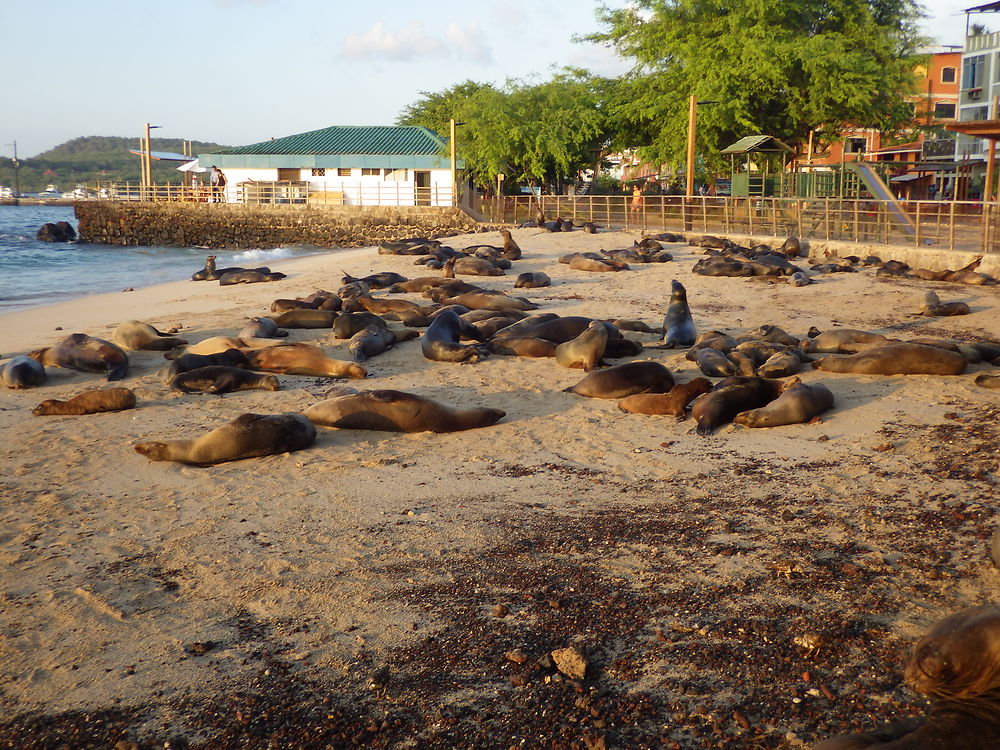 Puerto Baquerizo - lion de mer