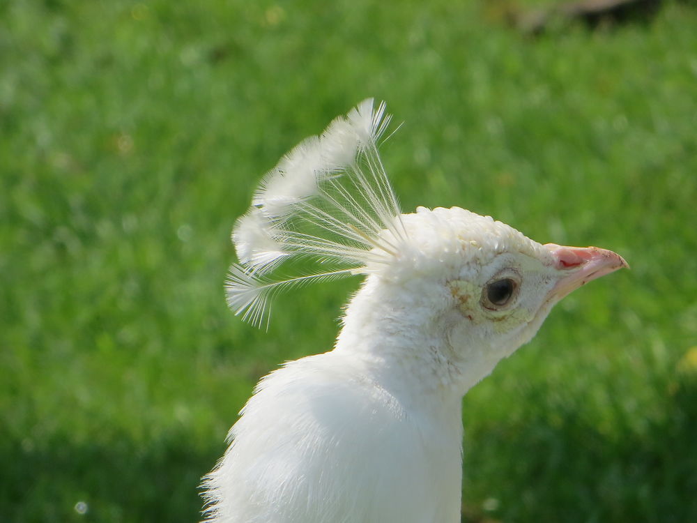 Paon blanc des îles Borromées