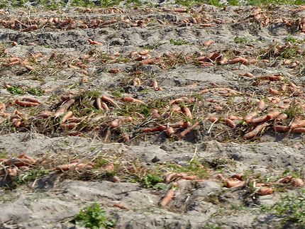 Les champs de carottes des sables tous les 5 ans