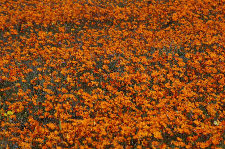Parterre de fleurs au Namaqualand Parterre de fleurs au Namaqualand