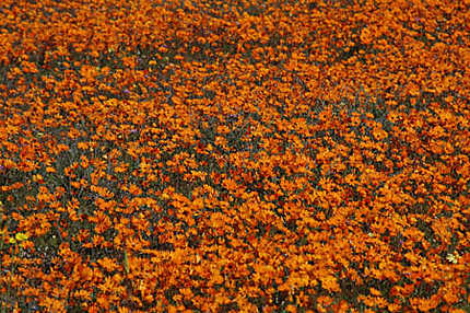 Parterre de fleurs au Namaqualand