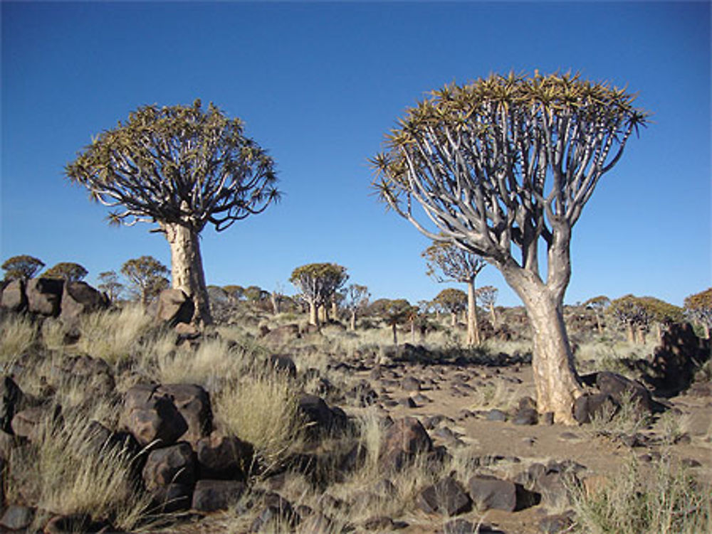 La forêt de Quivertree