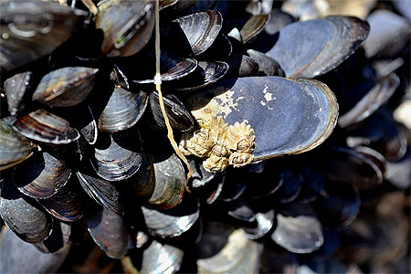 Moules à Donnant