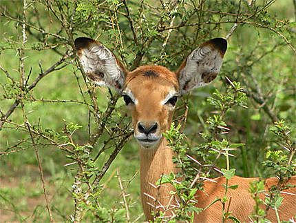 Bébé impala