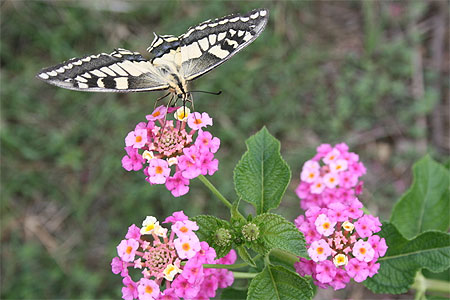 Le papillon Le papillon