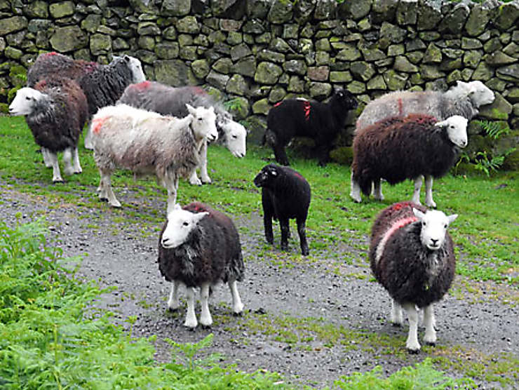 Le Herdwick, un mouton très changeant