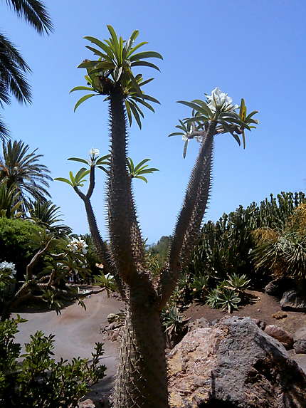 Jardins des cactus 