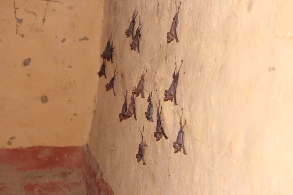 Chauve souris Chauve souris