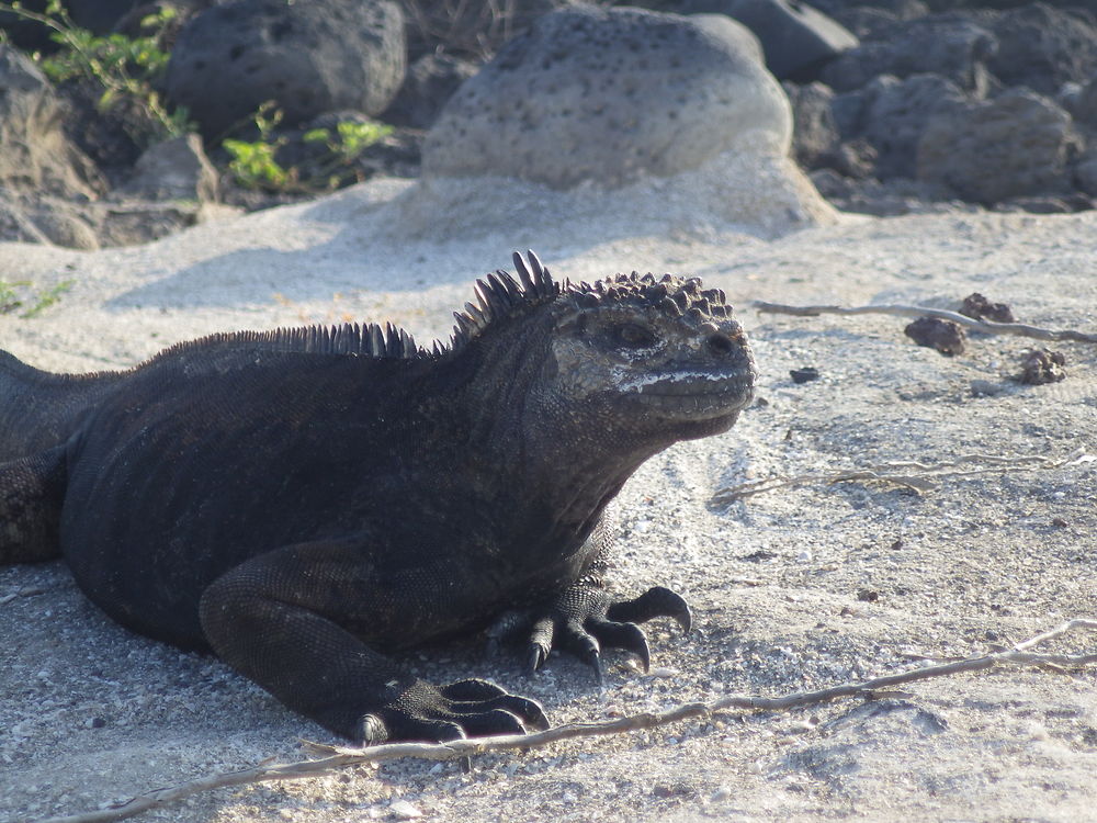 Iguane de mer la loberia