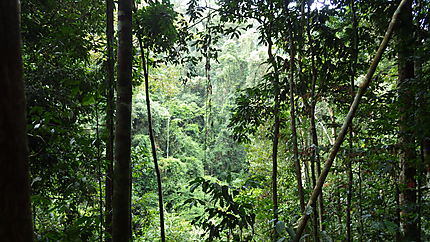Parc national Gunung Leuser 