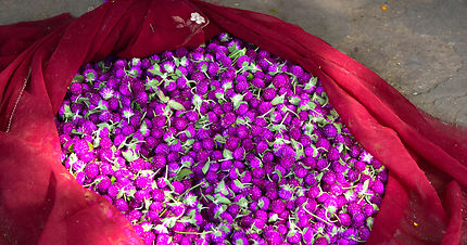 Marché aux fleurs à Jaipur