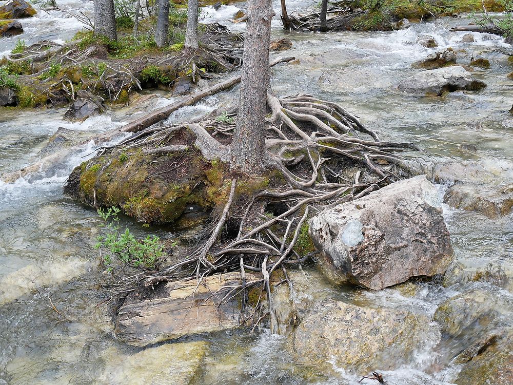 Marble Canyon, Parc National de Kootenay Rocheuses